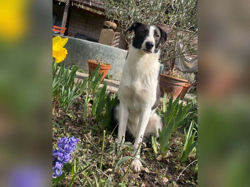 YAELA, superliebe Kuschelmaus, 2,5 Jahre, 52 cm, Mischling, Pflegestelle Köln, Tierschutz Rumänien