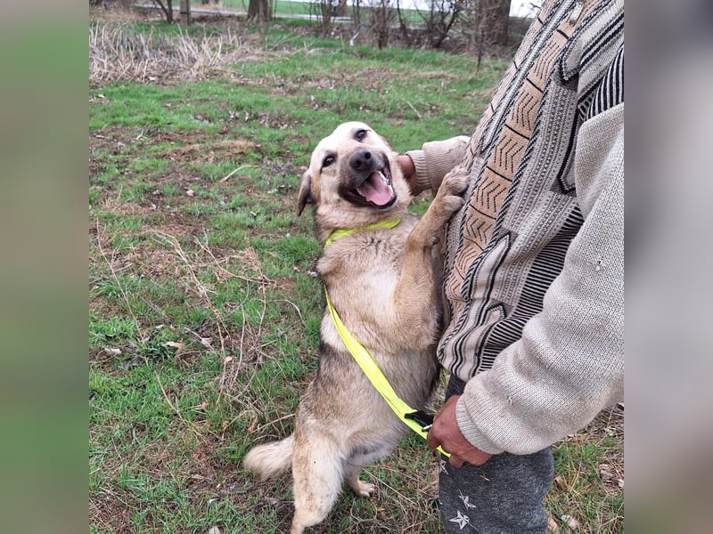 Junghund 884936 - noch ohne Namen
