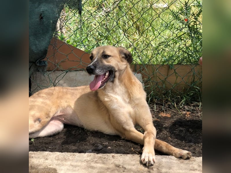 Nala - ca. 2 Jahre jung - sucht ihre Menschen