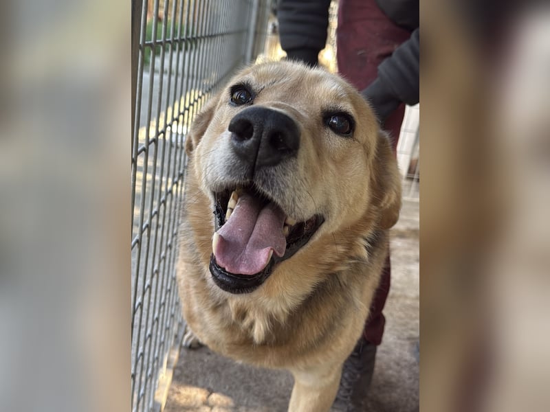 Jago hat ein großes Herz