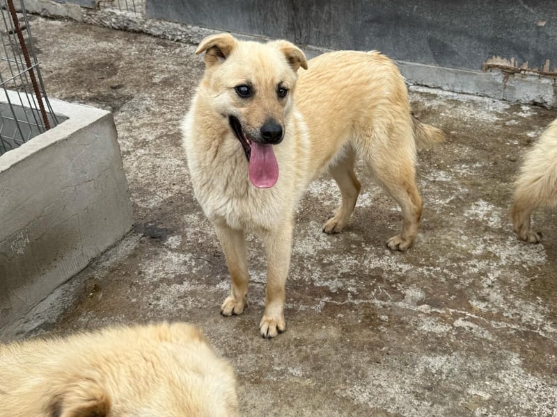 Rüde Zadock sucht hier seine Familie