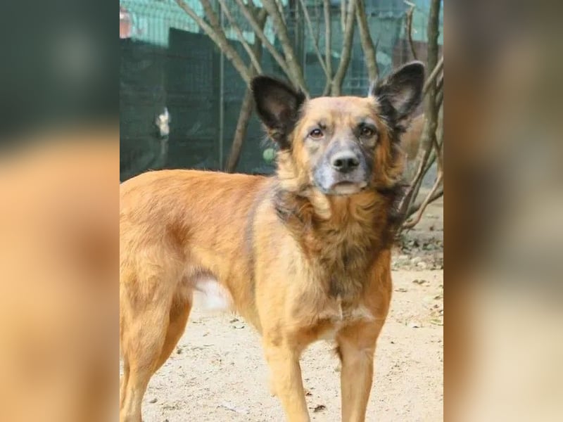 STEVE, charakterstarker Rüde, 9,5 Jahre, 53 cm, Mischling, Tierschutz Rumänien