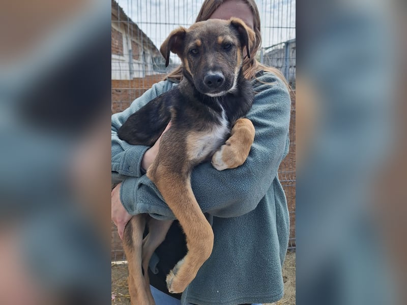 ⭐️EPPO⭐️, entspannter, junger Rüde, 9 Monate, bis 50cm ausgew., Mischling, Tierschutz