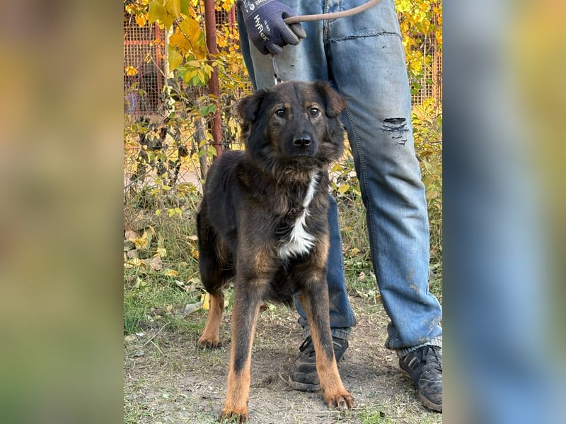 Kalina - tolle Hündin möchte bei dir einziehen!