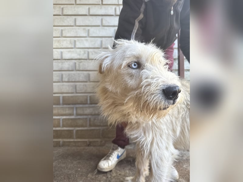 Harmat - Ein Charmeur auf 4 Pfoten