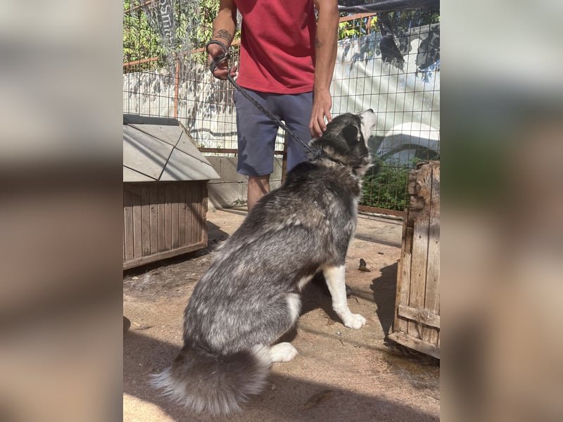 Hanna - Huskyhündin sucht Geborgenheit