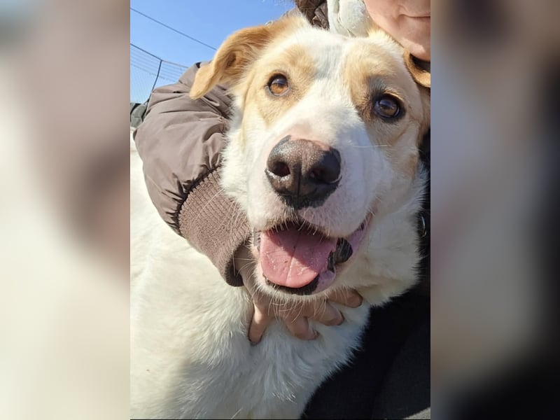 Falina - liebevolle, entspannte Hundedame sucht ihre Familie