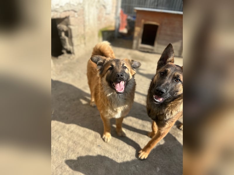 ⭐️TJUNA⭐️, Malinois-Mischling, Hündin, 9 Monate, 51 cm, Mischling, Tierschutz Rumänien