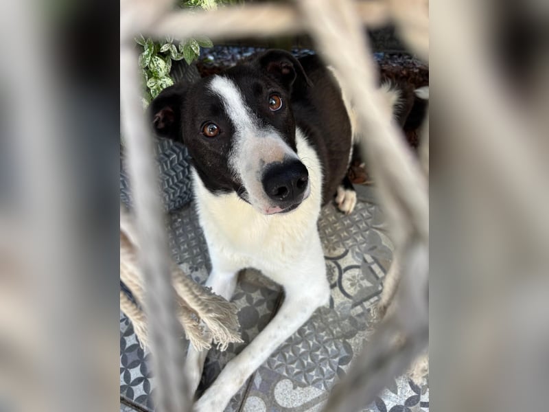 YAELA, superliebe Kuschelmaus, 2,5 Jahre, 52 cm, Mischling, Tierschutz Rumänien, Pflegestelle Köln