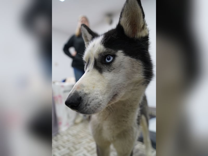 ⭐️DAENERYS⭐️, bezaubernde Huskyhündin, 1 Jahr, 54 cm, Tierschutz Rumänien