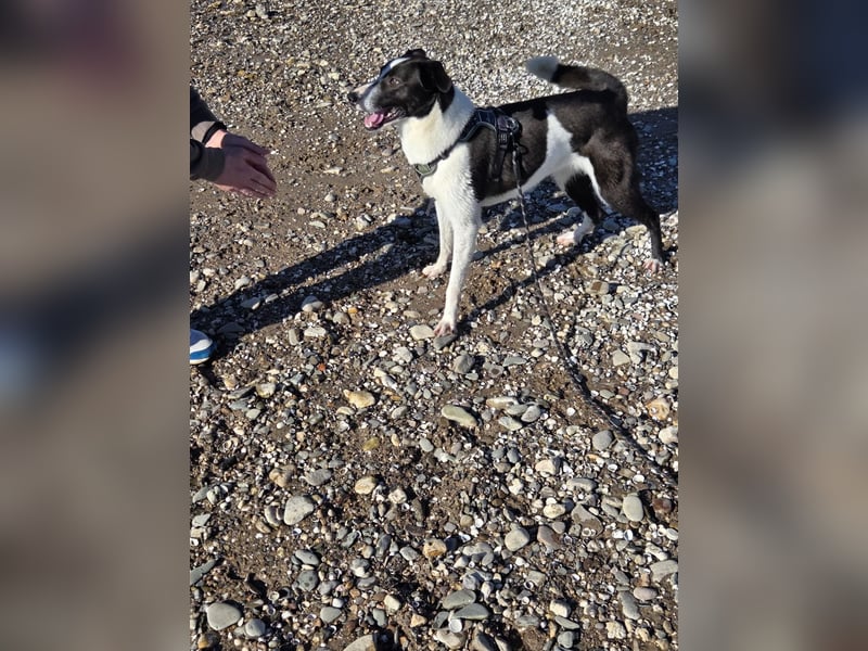 YAELA, superliebe Kuschelmaus, 2,5 Jahre, 52 cm, Mischling, Pflegestelle Köln, Tierschutz Rumänien