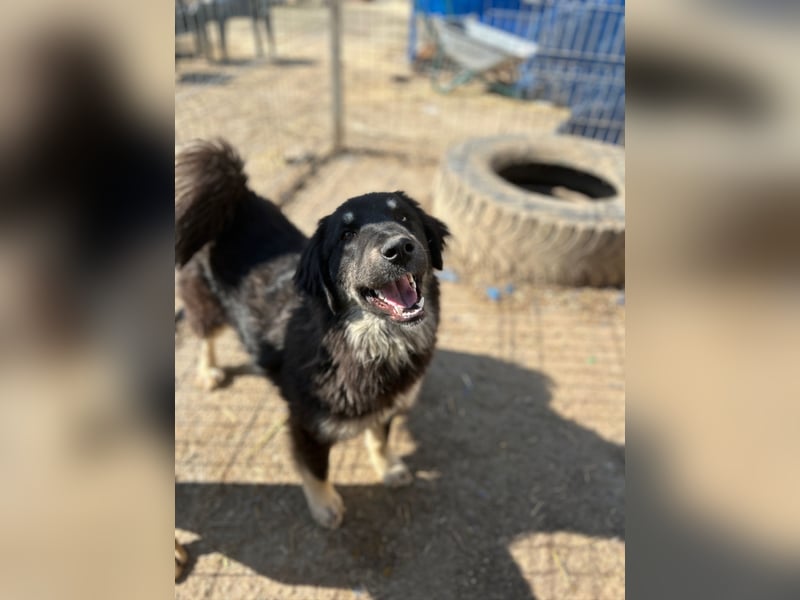 ⭐️DEALY⭐️, sanfte Schönheit, Hündin, 11 Monate, ca. 55 cm, Mischling, Tierschutz