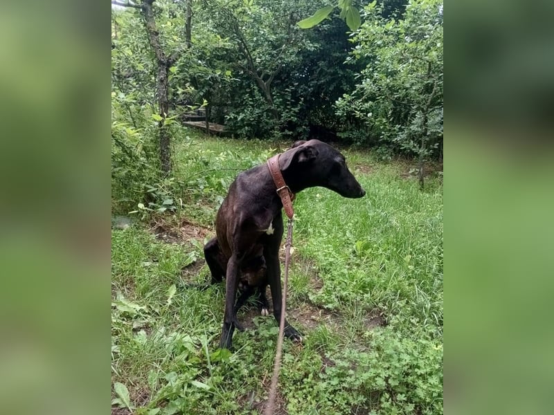 Sancho Tierschutzhund sucht ein Zuhause