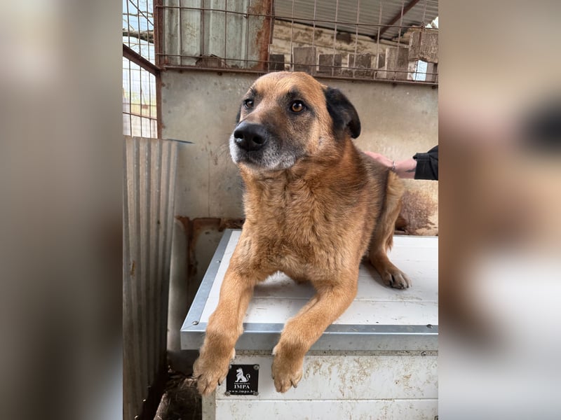 Amigó ist bereit für sein neues Leben