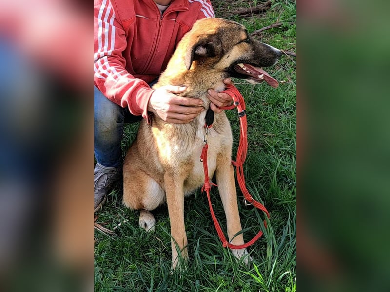 Cory - eine hübsche Hündin sucht ihr Zuhause