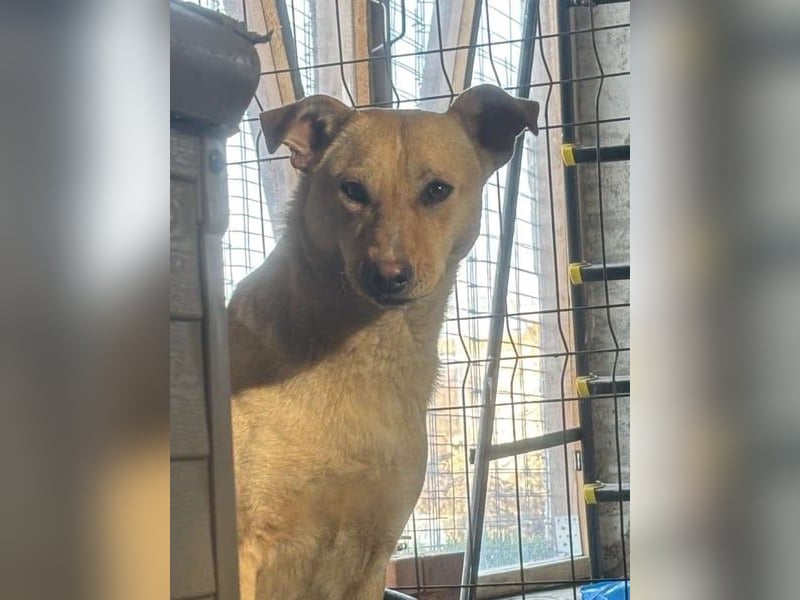 ⭐️HOPE⭐️, wurde Schlimmes angetan, Hündin, 3 Jahre, 55 cm, Mischling, Tierschutz Rumänien