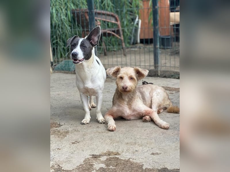 JESSICA, sanfte Hunde-Lady, 12 Jahre, 53 cm, Mischling, Tierschutz Rumänien