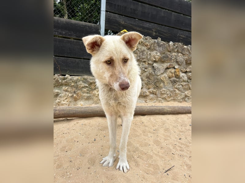 Sanfte Areia wartet auf unserem Tierschutzhof in Portugal auf dich!