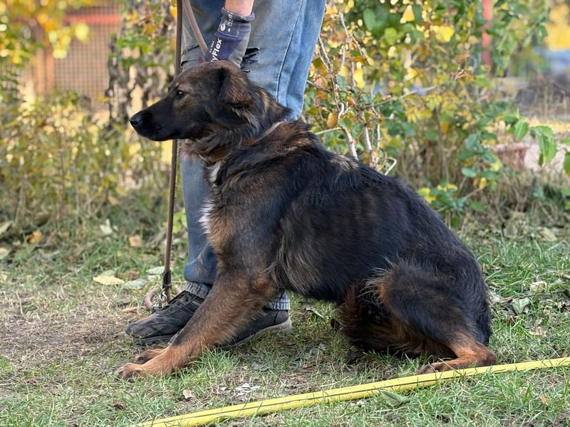 Kalina - tolle Hündin möchte bei dir einziehen!