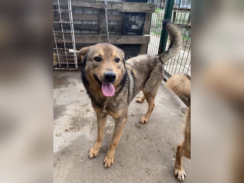 ⭐️SASHA⭐️ schüchterner Herzensbrecher, Rüde, 8 Jahre, 51 cm, Mischling, Tierschutz