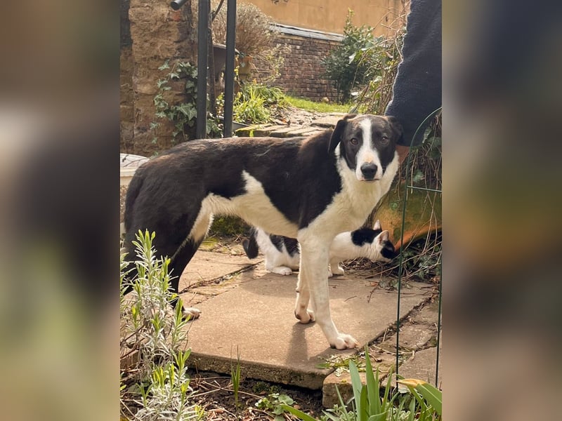 YAELA, wunderbarer Rohdiamant, 2,5 Jahre, 52 cm, Mischling, Tierschutz, Pflegestelle Bonn