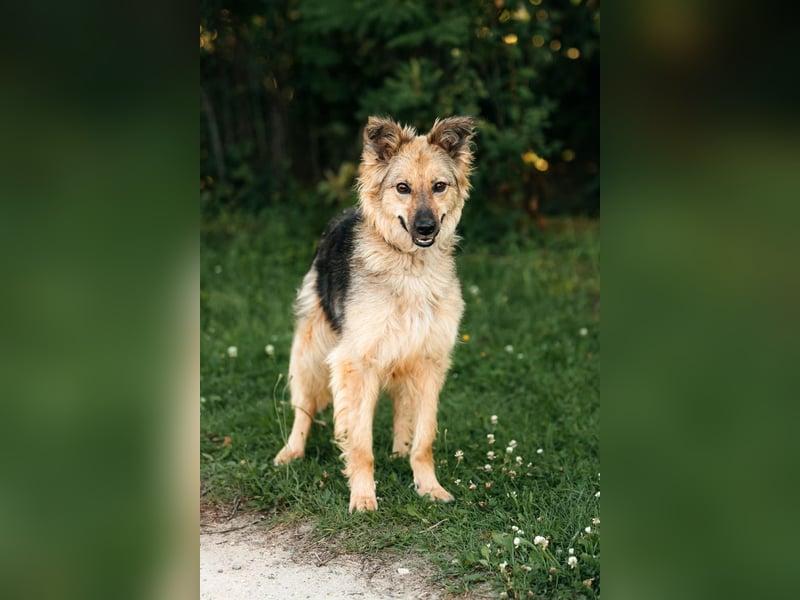 Tolle Larissa sucht liebevolles Zuhause