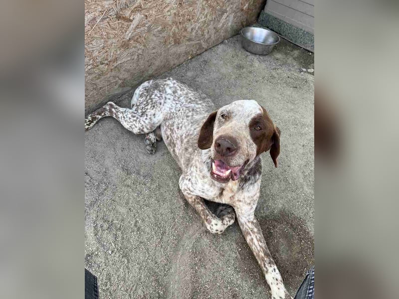 ⭐️Eliah⭐️, schaut das Video auf unserer HP! Rüde, 4 Jahre, 48 cm, Tierschutz, in Deutschland