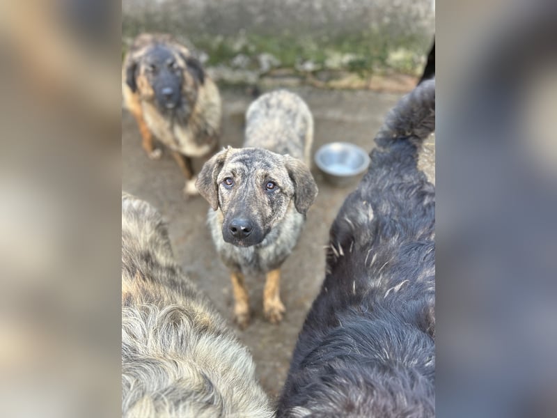 HELEN, schüchternes Notfell, 10 Monate, 53 cm, Herdenschutz-Mix, Tierschutz Rumänien