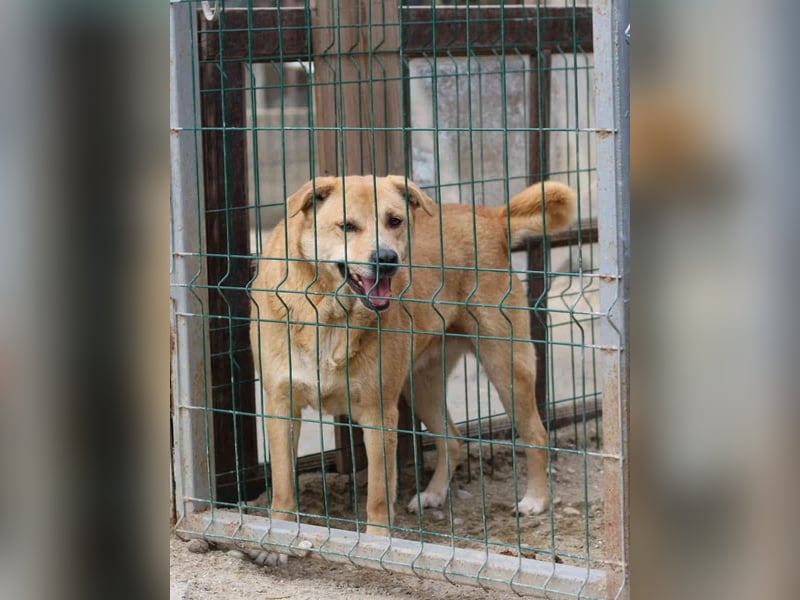 ⭐️HUNNY⭐️, Hündin, 7,5 Jahre, 53 cm, Mischling, Tierschutz