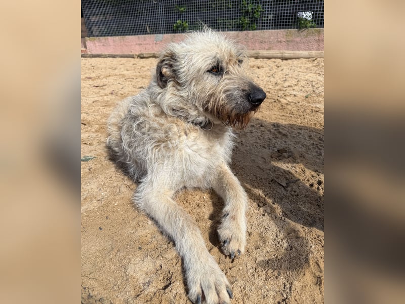 Aufgeschlossener Wooly wartet auf sein Happy End in Portugal!