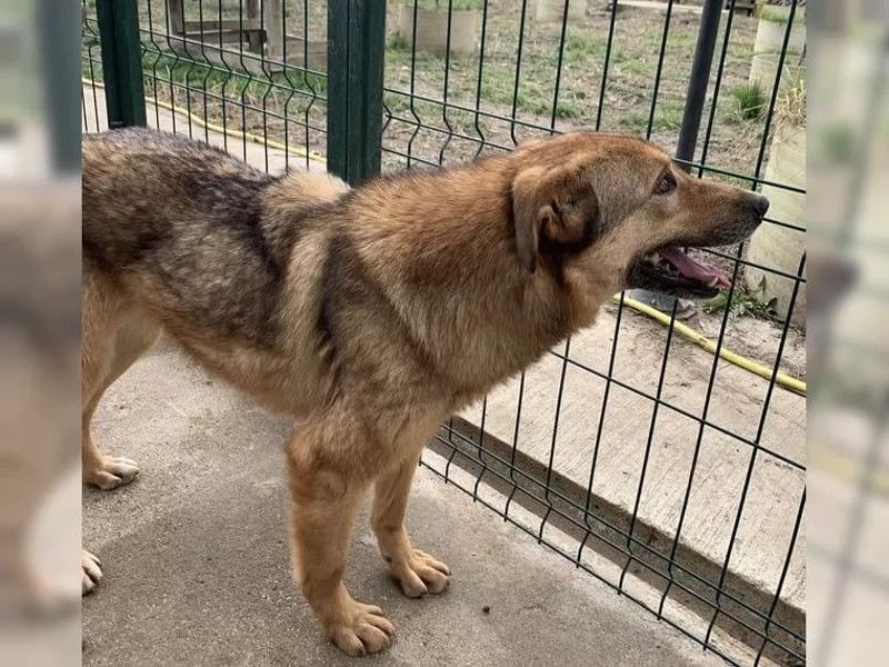 ⭐️SINA⭐️, reizende Tratschtante, Hündin, 8 Jahre, 53 cm, Mischling, Tierschutz