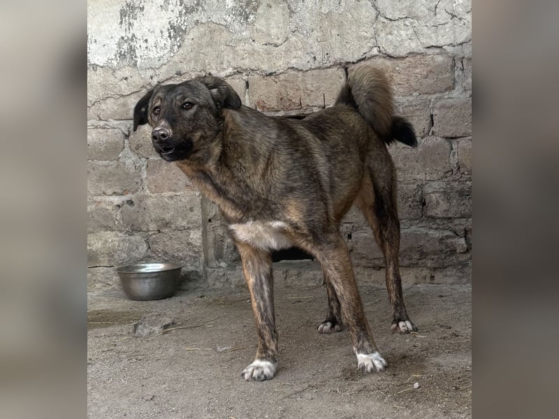 ⭐️AVA⭐️, toller Name, tolle Hündin, fast 2 Jahre, 52 cm, Mischling, Tierschutz