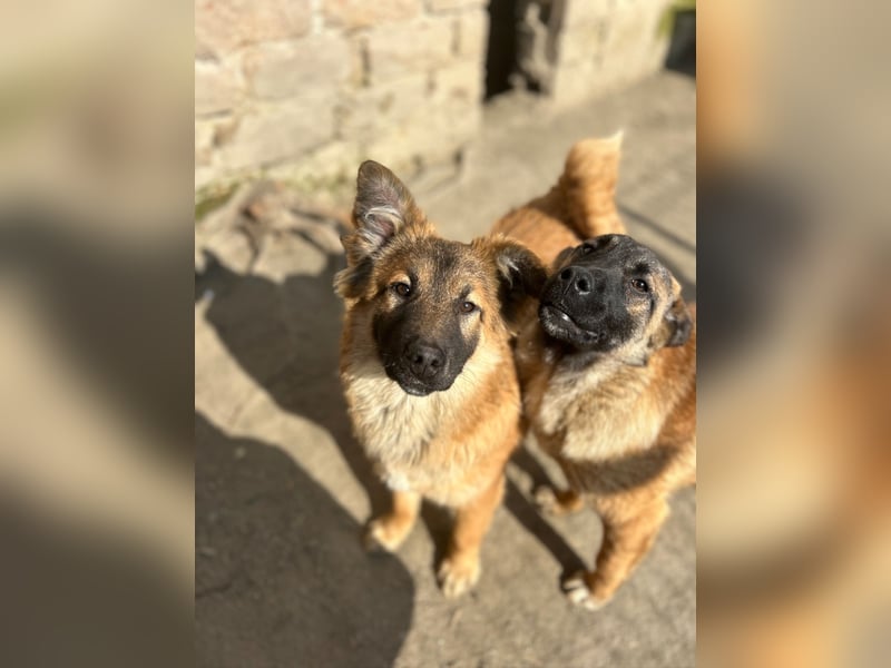 ⭐️TJUNA⭐️, Malinois-Mischling, Hündin, 9 Monate, 51 cm, Mischling, Tierschutz Rumänien