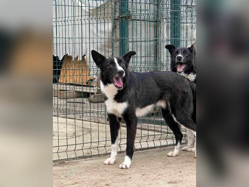 ⭐️CODI⭐️, Rüde, 7,5 Jahre, 54 cm, Mischling, Tierschutz