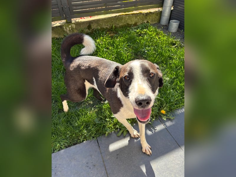 YAELA, superliebe Kuschelmaus, 2,5 Jahre, 52 cm, Mischling, Tierschutz Rumänien, Pflegestelle Köln