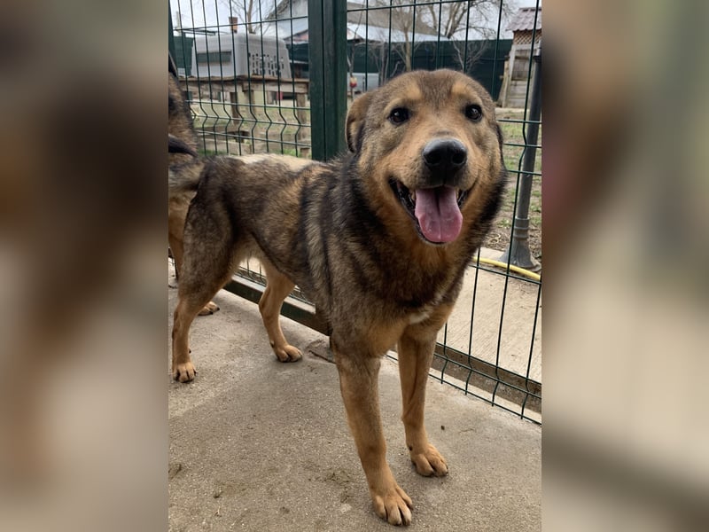 ⭐️SASHA⭐️ schüchterner Herzensbrecher, Rüde, 8 Jahre, 51 cm, Mischling, Tierschutz