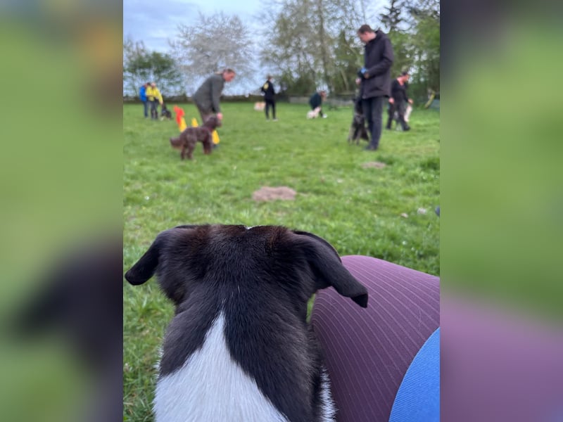 YAELA, superliebe Kuschelmaus, 2,5 Jahre, 52 cm, Mischling, Pflegestelle Köln, Tierschutz Rumänien