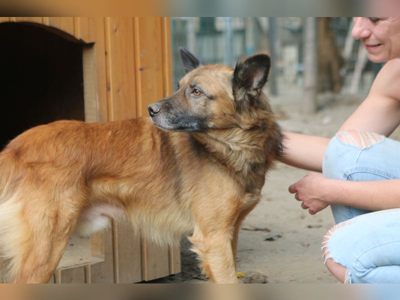 STEVE, charakterstarker Rüde, 9,5 Jahre, 53 cm, Mischling, Tierschutz Rumänien