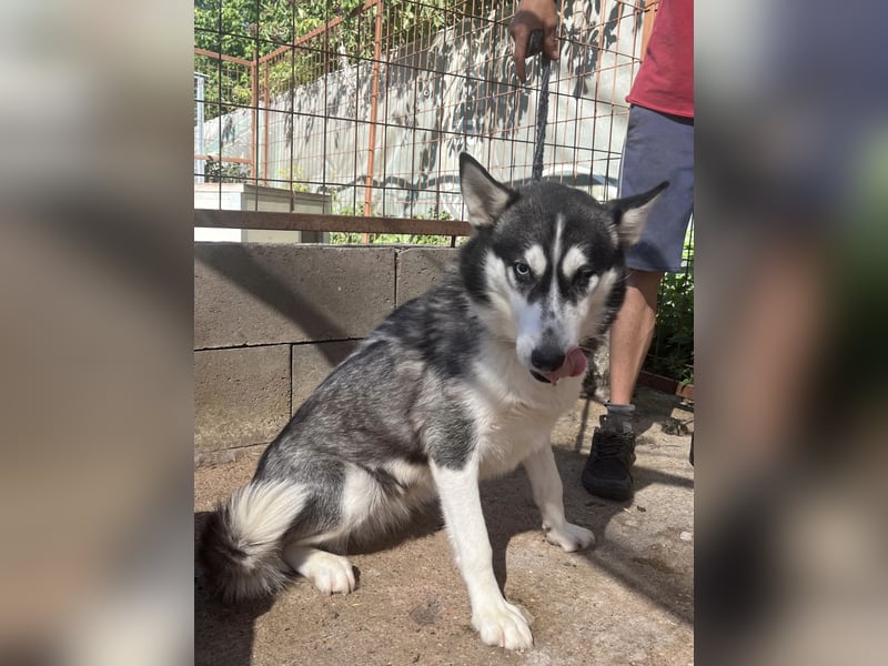 Hanna - Huskyhündin sucht Geborgenheit