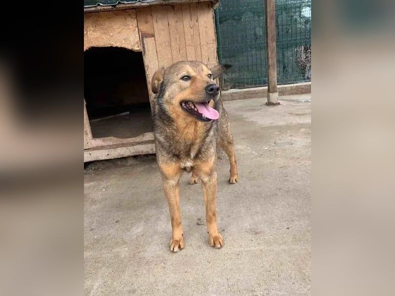 ⭐️SASHA⭐️ scheuer Herzensbrecher, Rüde, 8 Jahre, 51 cm, Mischling, Tierschutz