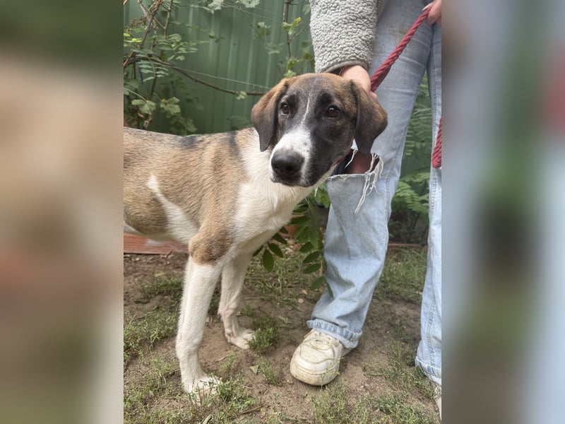 Hézöl sucht ihre Menschen!