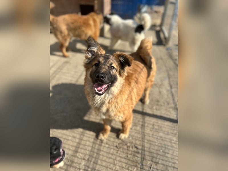 ⭐️TJUNA⭐️, Malinois-Mischling, Hündin, 9 Monate, 51 cm, Mischling, Tierschutz Rumänien