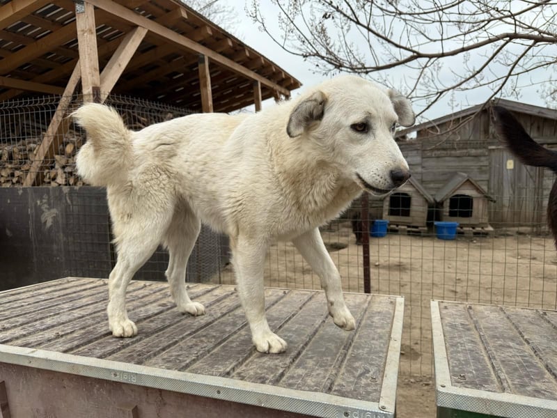 Sanfte Hündin 780218 sucht ihr Zuhause