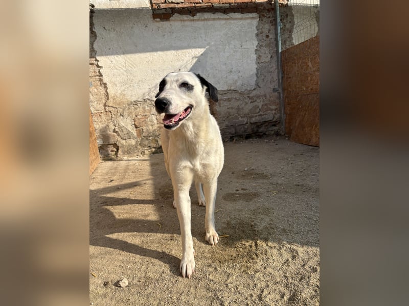 ⭐️GEORGIA⭐️, reizendes Hundemädchen, 2,5 Jahre, 52cm, Mischling, Tierschutz Rumänien