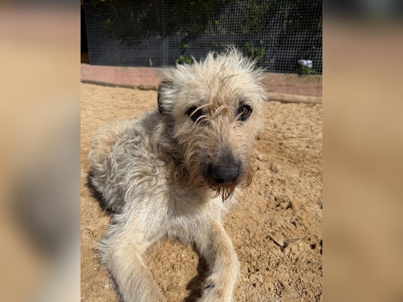 Aufgeschlossener Wooly wartet auf sein Happy End in Portugal!