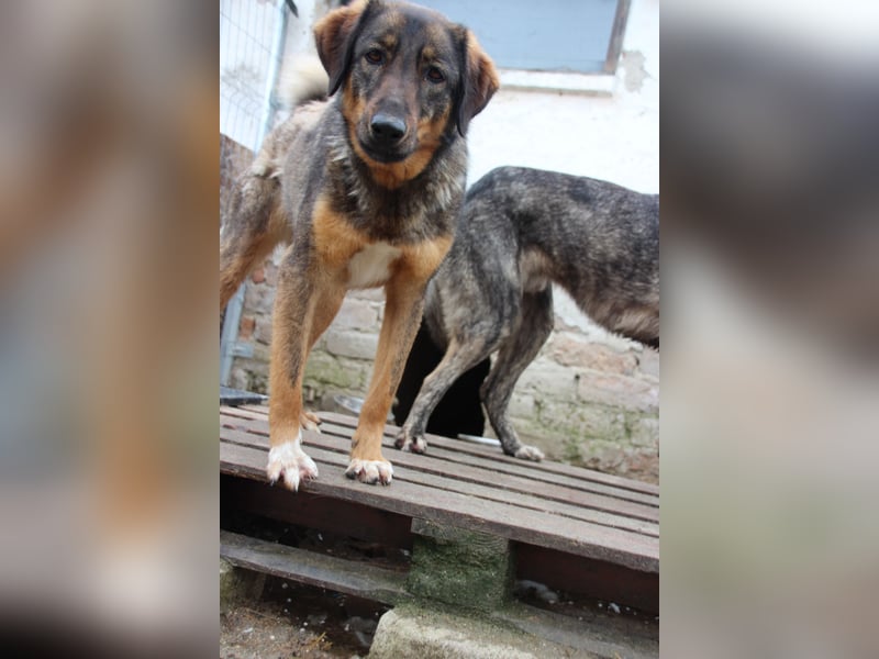 ⭐️AMY⭐️, unkomplizierte Hündin, 2 Jahre, 59 cm, Mischling, Tierschutz Rumänien