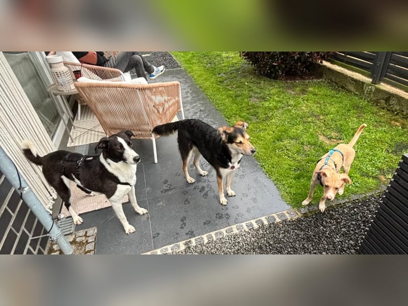 YAELA, superliebe Kuschelmaus, 2,5 Jahre, 52 cm, Mischling, Tierschutz Rumänien, Pflegestelle Köln