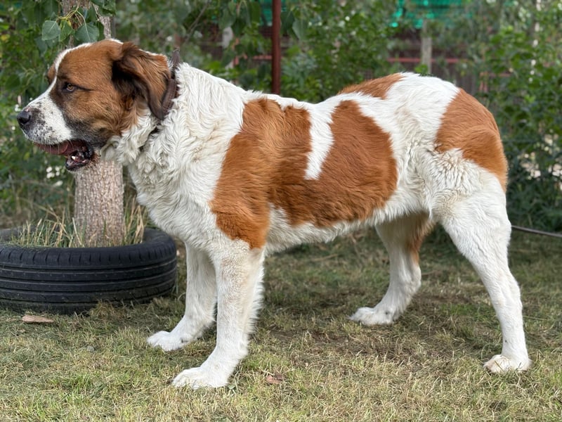 Ruslan sucht Menschen, bei denen er ankommen darf