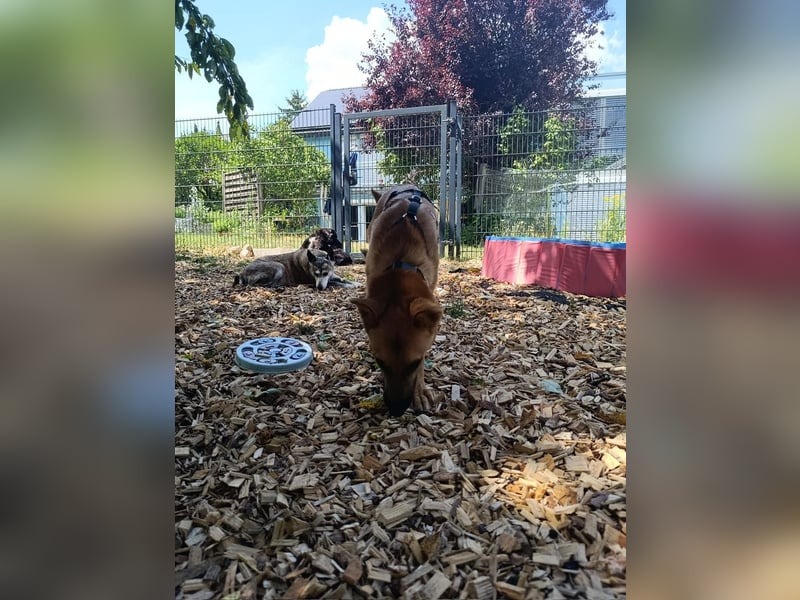 Jungspund Clark auf PS in Weitramsdorf sucht seine Hundemenschen