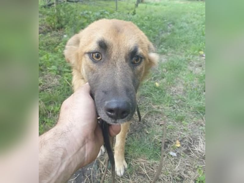 Mabo Tierschutzhund sucht ein Zuhause